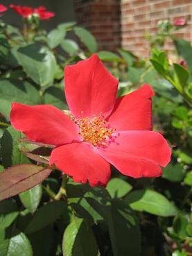 flowerl.JPG